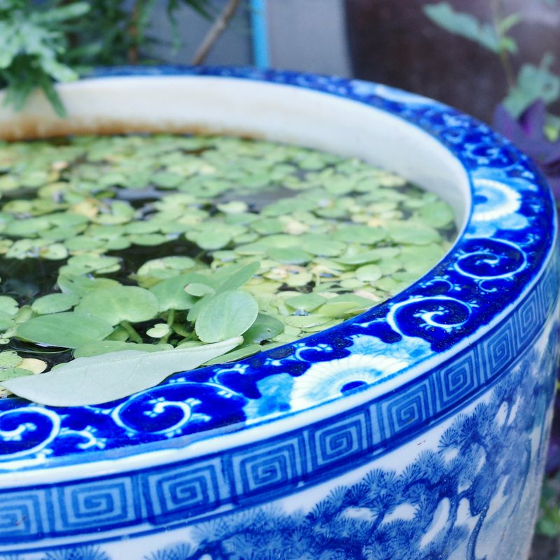 染付の鉢と水草